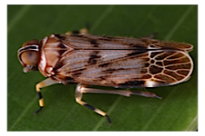 FLOW planthopper fulgoroidea fulgoromorpha insect